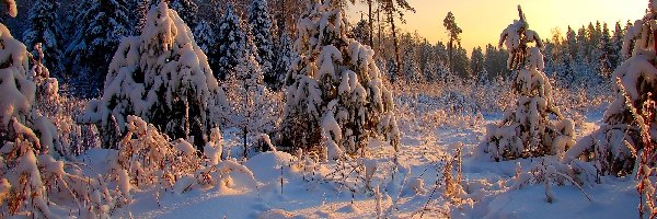 Las, Śnieg, Wschód słońca, Zima