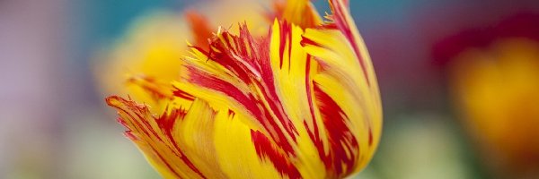Tulipan, Żółty, Czerwono