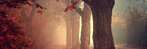 Drzewa, Mgła, Jesień, Droga, Las