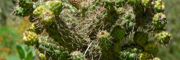 Prolifera, Cylindropuntia