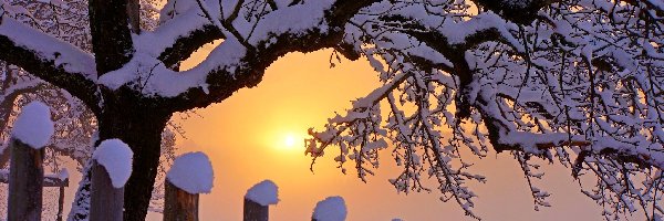 Drzewo, Wschód słońca, Zima, Śnieg