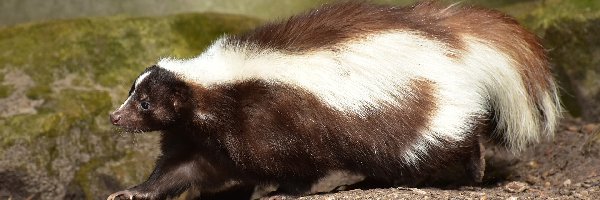 Skały, Skunks