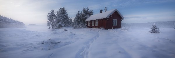 Drzewa, Gmina Ringerike, Mgła, Śnieg, Zima, Las, Dom, Norwegia