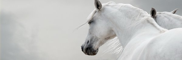 Konie, Białe, Dwa
