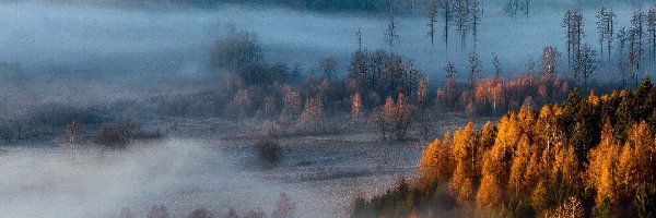 Drzewa, Mgła