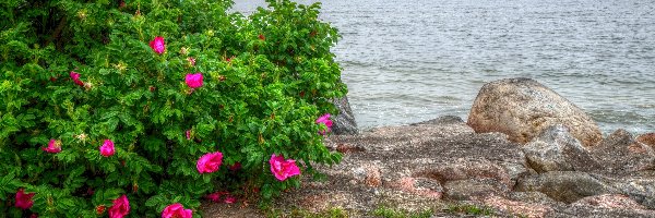 Kwiaty, Kamienie, Dzika Róża, HDR, Woda, Morze