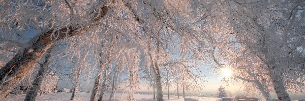 Zima, Drzewa, Ośnieżone, Park, Słońce