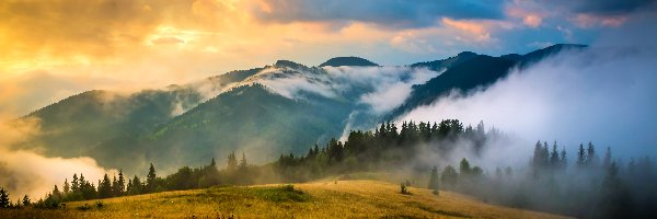 Chmury, Mgła, Wschód słońca, Drzewa, Góry Karpaty, Ukraina