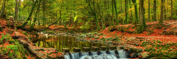 Irlandia Północna, Park Tollymore Forest Park, Drzewa, Las, Jesień, Hrabstwo Down, Rzeka Shimne River