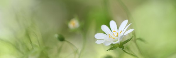 Biały, Zbliżenie, Kwiat, Rogownica