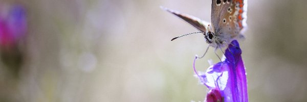Kwiat, Modraszek ikar, Motyl