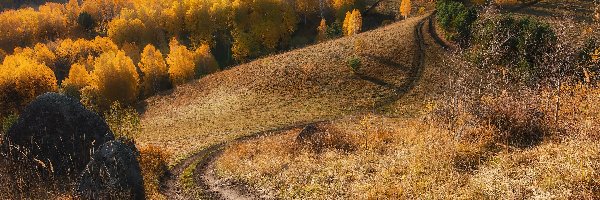 Kraj Ałtajski, Wzgórza, Jesień, Rosja, Drzewa, Droga