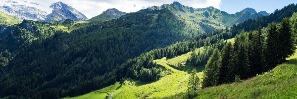 Las, Tyrol, Niebo, Roślinność, Góry Alpy, Drzewa, Trawa, Włochy