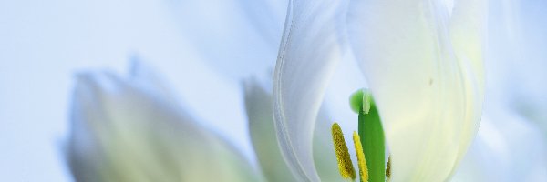 Tulipan, Kwiat, Pręciki, Biały
