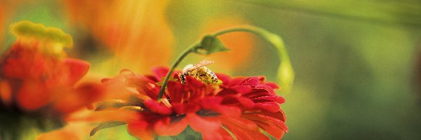 Pszczoła, Kwiatuszek, Czerwony