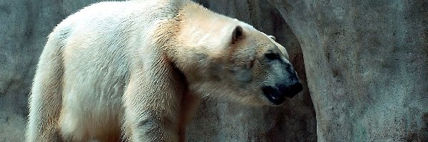 Skała, Polarny, Niedźwiedź