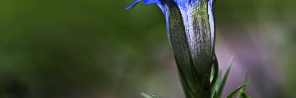 Goryczka, Kwiat, Niebieski