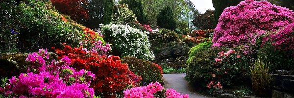 Rododendrony, Park, Wiosna