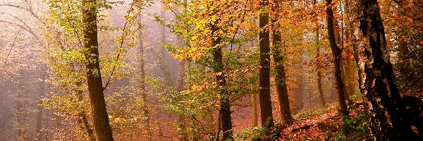 Las, Liście, Drzewa, Jesień, Światło