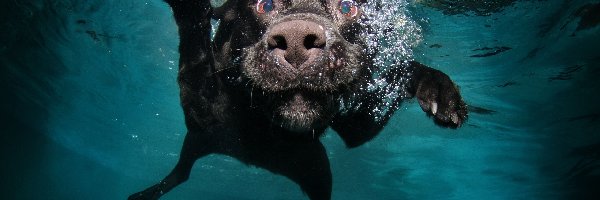 Pływa, Śmieszne, Woda, Pies