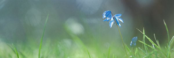Niebieski, Trawa, Kwiat, Cebulica syberyjska