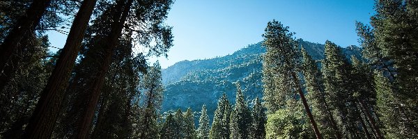 Stany Zjednoczone, Park Narodowy Yosemite, Stan Kalifornia, Las, Góry