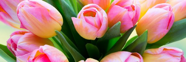 Bukiet kwiatów, Tulipany, Kwiaty