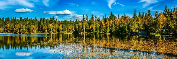 Las, Jesień, Drzewa, Jezioro