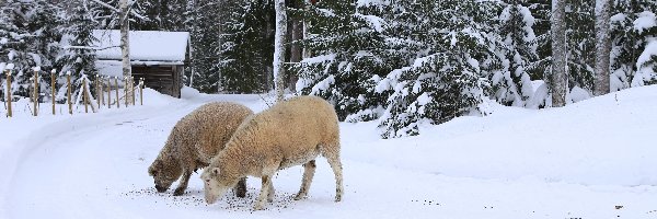 Owce, Dom, Las, Zima, Ścieżka