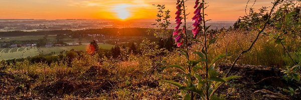 Wieś, Kwiaty, Naparstnica purpurowa, Park Krajobrazowy Las Teutoburski, Niemcy, Dolina, Zachód słońca