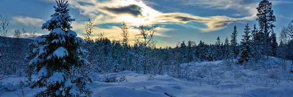 Śnieg, Drzewa, Wieczór, Zima