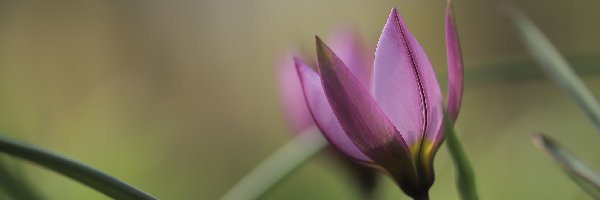 Tulipan, Zbliżenie, Kwiat, Różowy