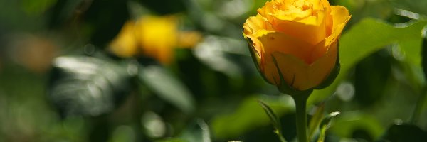 Pomarańczowa, Róża, Kwiat