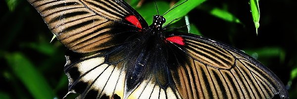 Motyl, Kolorowy