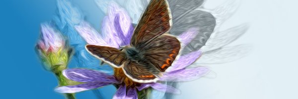 Owad, Grafika, Kwiat, Motyl