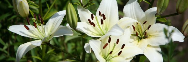 Lilia, Pąki, Biała, Kwiat