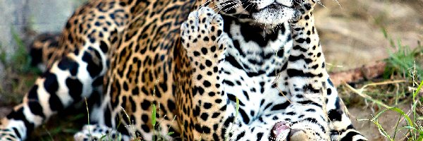 Zabawa, Jaguary