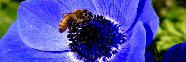 Pszczoła, Kwiat, Niebieski