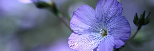 Kwiaty, Niebieskie, Len włochaty