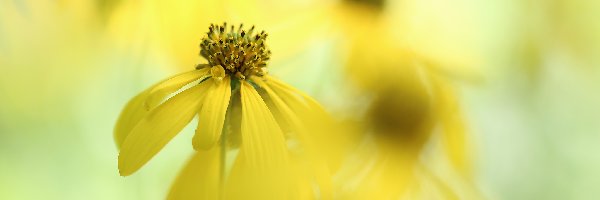 Żółty, Zbliżenie, Kwiat, Rudbekia naga
