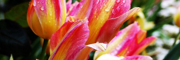 Tulipany, Różowo-Żółte