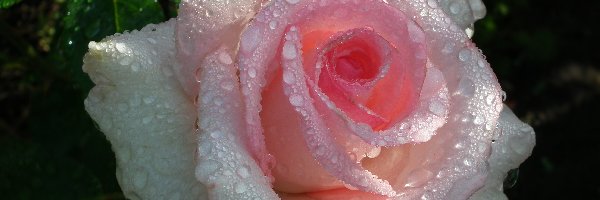 Kwiat, Krople deszczu, Róża, Przyroda