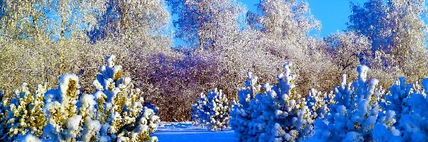 Krzewy, Zima, Śnieg, Drzewa