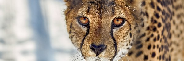Gepard, Zapatrzony