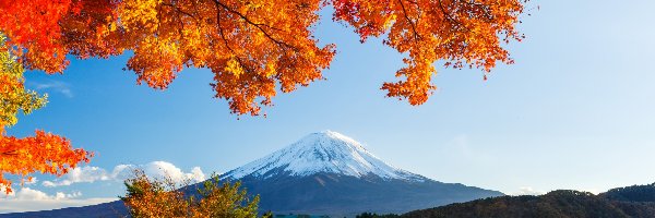 Fudżi, Lasy, Jezioro, Japonia, Drzewa