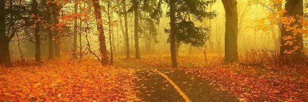 Park, Alejka, Mgła, Jesień, Liście