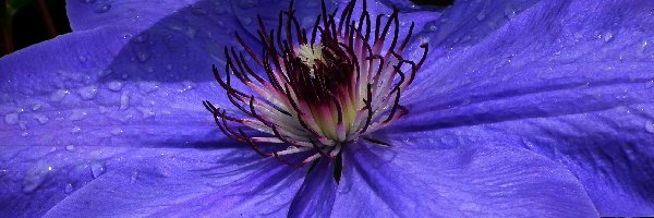 Clematis, Kwiat, Przyroda
