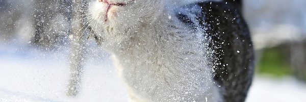 Śnieg, Kot