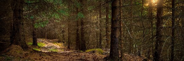 Przebijające światło, Gmina Sandnes, Las, Region Rogaland, Norwegia, Drzewa, Ścieżka