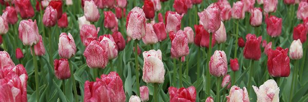 Tulipany, Biało-czerwone, Czerwono-białe, Kolorowe